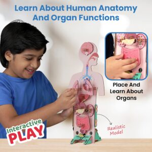 Smartivity Human Body Toy for Kids 6-12 Years | Body Organs & Functions | Best Birthday Gift for Boys & Girls | DIY STEM Educational Science Project Model for Kids 6,7,8,9,10,11,12 Years Old - Image 2