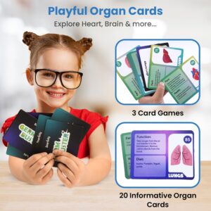 Smartivity Human Body Toy for Kids 6-12 Years | Body Organs & Functions | Best Birthday Gift for Boys & Girls | DIY STEM Educational Science Project Model for Kids 6,7,8,9,10,11,12 Years Old - Image 3
