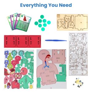 Smartivity Human Body Toy for Kids 6-12 Years | Body Organs & Functions | Best Birthday Gift for Boys & Girls | DIY STEM Educational Science Project Model for Kids 6,7,8,9,10,11,12 Years Old - Image 5