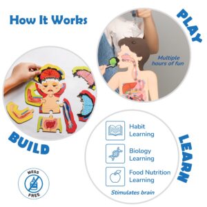 Smartivity Digestive System Working Model | Food Body & Nutrition STEM Toy for Kids 6-12 Years | DIY Human Body Science Kit with Food Cards & Diet Tracker | Educational Birthday Gift for Boys & Girls - Image 5